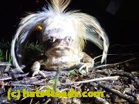 /home//u458753944/public_html/sourcegallery////////////////Roxborough Toad Detour/2022/2022-03-19/P3190928.JPG